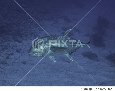 ロウニンアジ 44825162