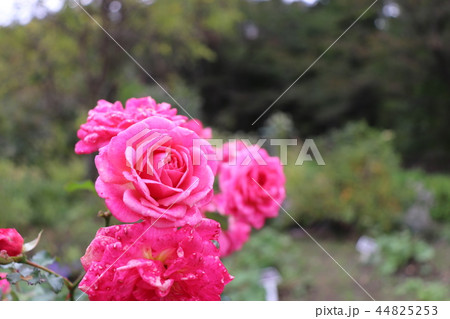 福島市 四季の里に咲く花 福島市 四季の里に咲く花 44825253
