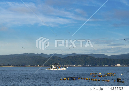 漁船に群がるカモメ 44825324