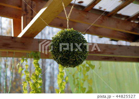 Decorative ball of plants Decorative ball of plants 44825527