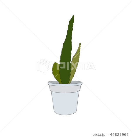 Hand drawn cactus in a pot. Vector illustration. Hand drawn cactus in a pot. Vector illustration. 44825962