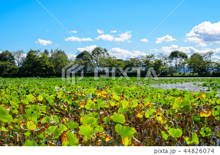 京都・大覚寺・大沢池 44826074