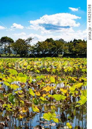 京都・大覚寺・大沢池 44826198