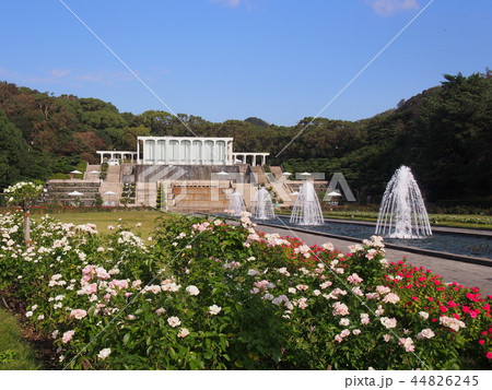 Kobe　Garden　Rose　神戸市立須磨離宮公園 44826245