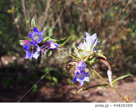 竜胆の花　（笠山／埼玉県比企郡小川町） 44826369