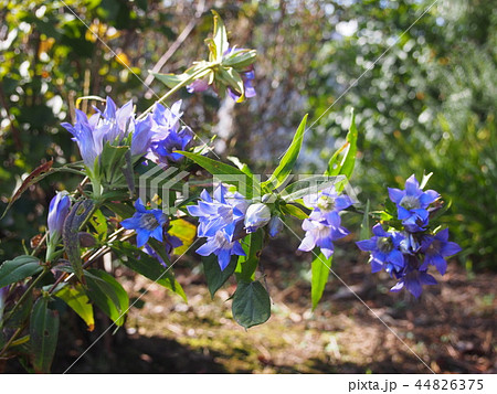 竜胆の花　（笠山／埼玉県比企郡小川町） 44826375