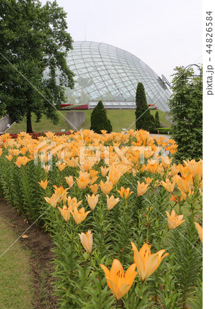 とっとり花回廊のユリ 44826584