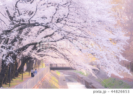善福寺川緑地の桜 （夕景） 44826653