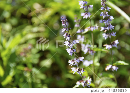 ヤマハッカの花 44826859