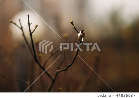 Rings on a branch of a tree. Wedding accsessories 44826937