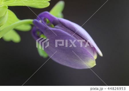 ミヤマオダマキ　蕾　黒背景 44826953