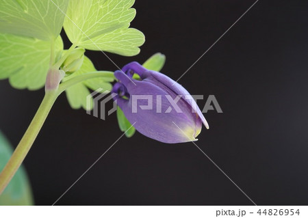 ミヤマオダマキ　蕾　黒背景 44826954