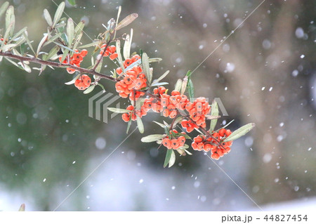 地域 自然 漢拏山 44827454