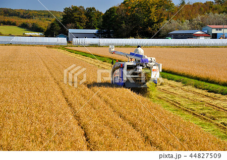 秋の収穫　稲刈り 44827509
