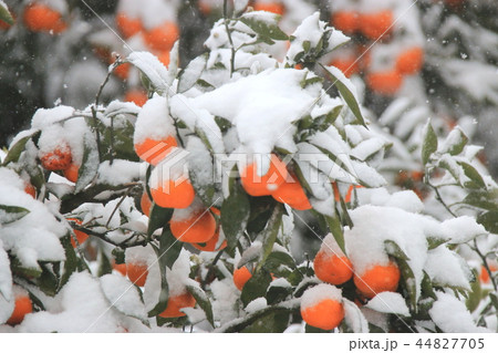 地域 自然 漢拏山 44827705