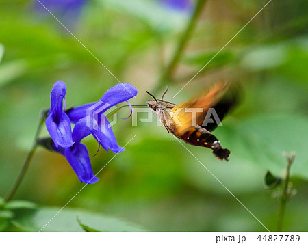 蜜を吸うホウオウジャクとメド―セージ 44827789