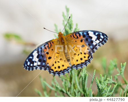 ツマグロヒョウモンの推す 44827790