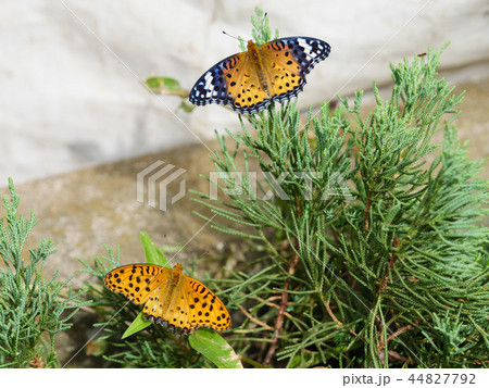 ツマグロヒョウモン 44827792