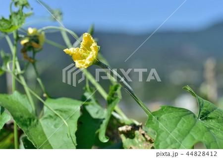 ヘチマの雌花 メバナの写真素材