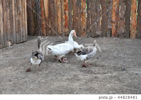 Geese on the farm Geese on the farm 44828481