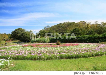 秋の公園 コスモス畑 秋の公園 コスモス畑 44828687