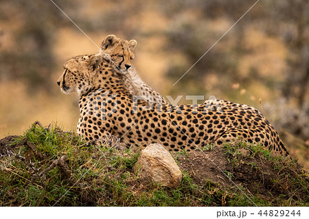 Cheetah lies on mound with sleepy cub Cheetah lies on mound with sleepy cub 44829244