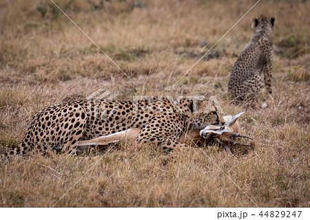 Cheetah lies with Thomson gazelle near cub 44829247