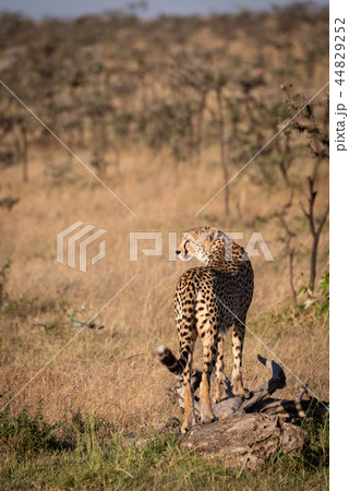 Cheetah looks left standing on dead log Cheetah looks left standing on dead log 44829252