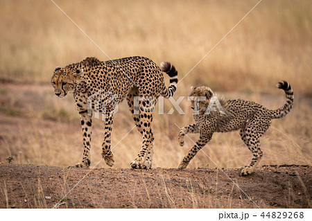 Cheetah on earth bank followed by cub 44829268