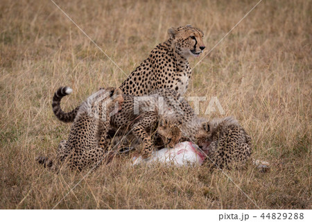 Cheetah sits as cubs eat Thomson gazelle Cheetah sits as cubs eat Thomson gazelle 44829288