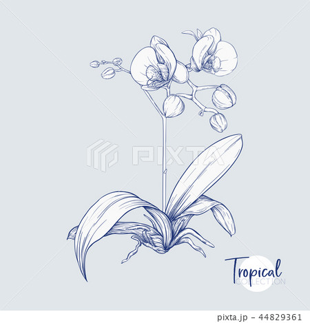 Set of elements for design with tropical plants 44829361