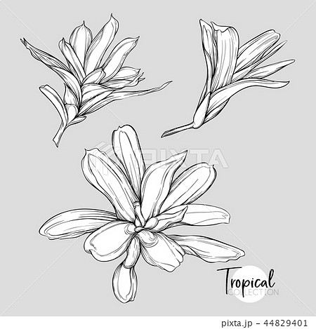 Set of elements for design with tropical plants 44829401