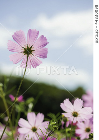 秋を感じるコスモス畑 44830098