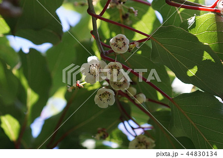 猿梨 サルナシ　花言葉は「誘惑」 44830134