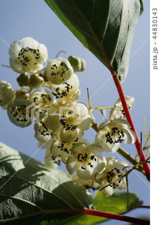 猿梨 サルナシ 花言葉は 誘惑 の写真素材