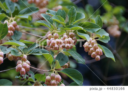 更紗灯台 サラサドウダン 花言葉は「明るい未来」 44830166