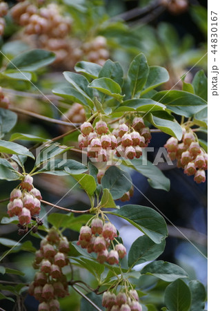 更紗灯台 サラサドウダン 花言葉は「明るい未来」 更紗灯台 サラサドウダン 花言葉は「明るい未来」 44830167