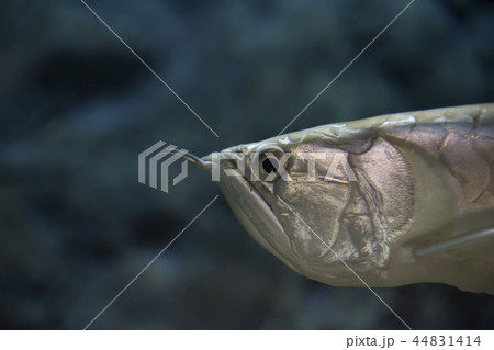 arowana arowana 44831414