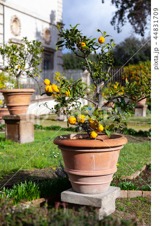 Potted small lemon trees are in public park 44831709