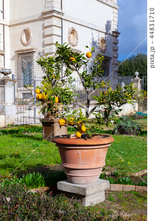 Potted small lemon tree in park of Rome 44831710