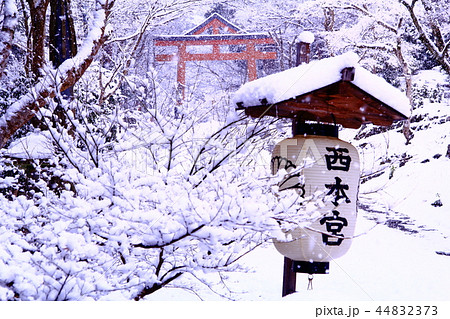 日吉大社（大津市坂本）境内の冬景色 44832373