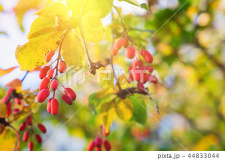 Branch of barberry (Berberis vulgaris). Branch of barberry (Berberis vulgaris). 44833044