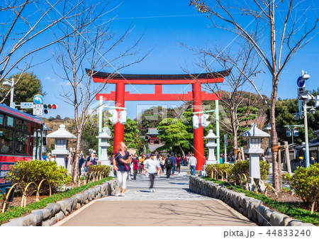 鎌倉　若宮大路　段葛 44833240