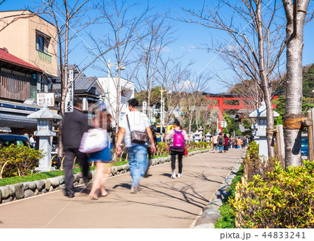 鎌倉 若宮大路 段葛 鎌倉 若宮大路 段葛 44833241