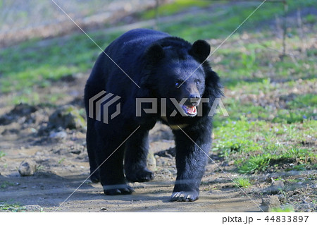 クマ 44833897