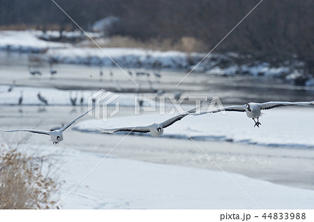ねぐらから飛んでくるタンチョウの群れ（北海道） 44833988