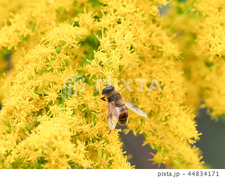 ハナアブ 44834171