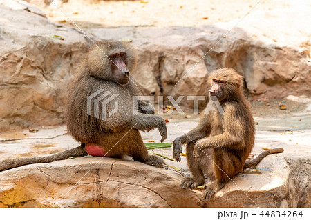 マントヒヒ 44834264