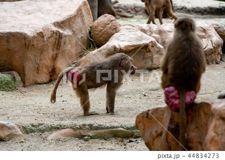 マントヒヒ 44834273