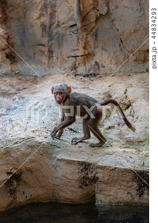 マントヒヒ　赤ちゃん 44834293